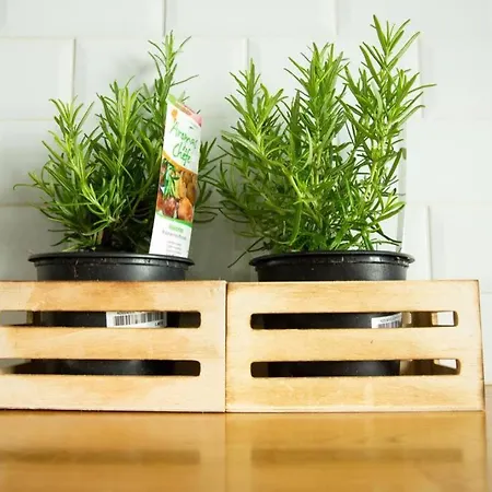 Casa Da Palmeira No Coracao De